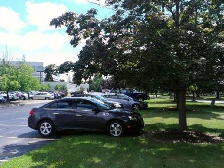 Đời sống - Đỗ ô tô dưới tán cây liệu có phải là lựa chọn tối ưu nhất hay gây nguy hiểm cho xe?