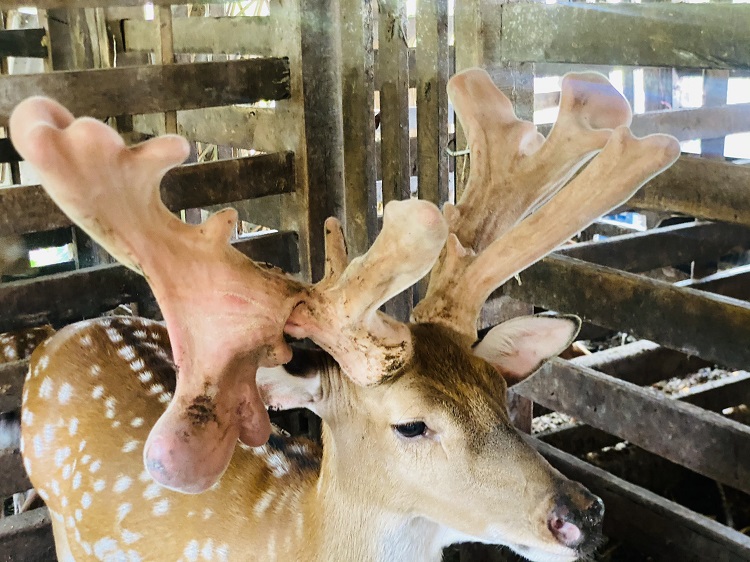 Dân sinh - Cận cảnh cặp nhung hươu “khổng lồ” được bán với giá gần 100 triệu đồng (Hình 5).