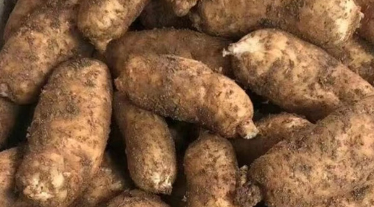 Đời sống - Lên núi tìm củ của loại lan này, vừa giúp trị bệnh vừa hái ra tiền