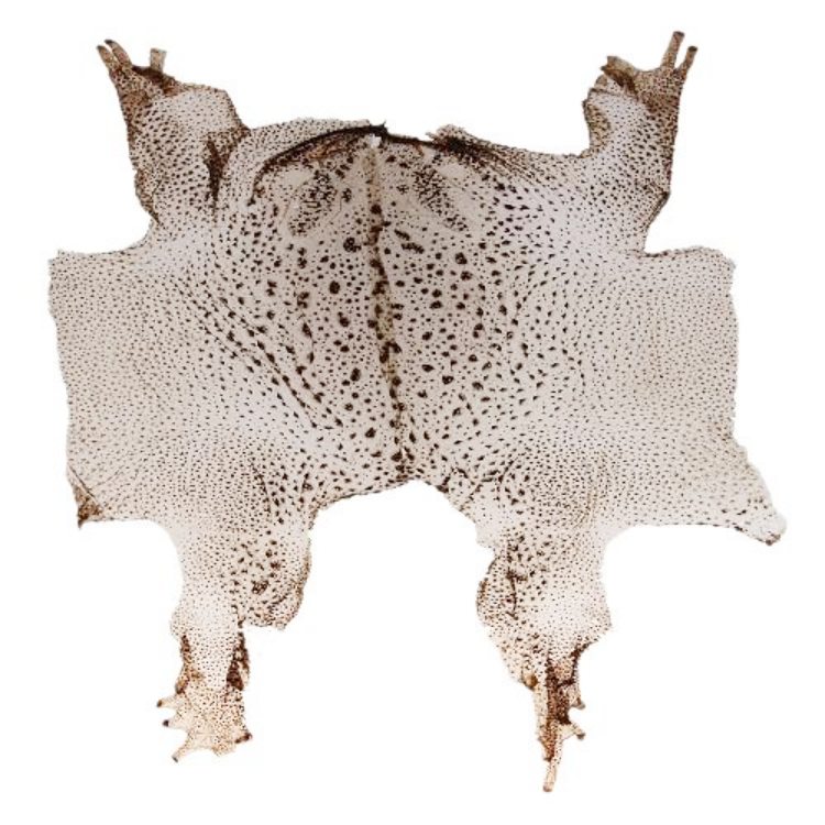 Đời sống - Loài kịch độc ở Việt Nam chứa thứ đáng giá hàng chục triệu/kg (Hình 2).