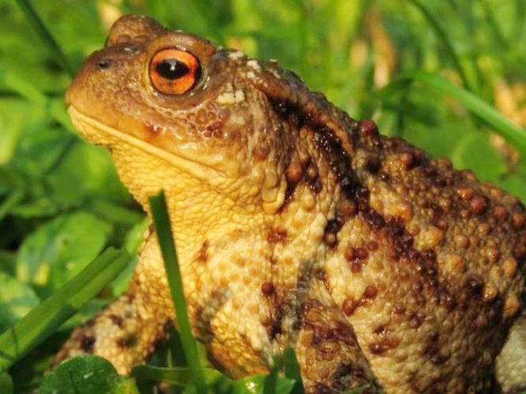 Đời sống - Loài kịch độc ở Việt Nam chứa thứ đáng giá hàng chục triệu/kg