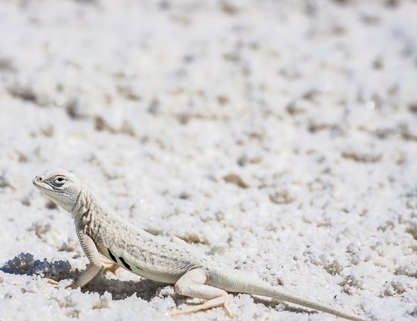 Văn hoá - Khám phá sa mạc cát thạch cao mát lạnh, trắng như tuyết ở Mỹ (Hình 3).
