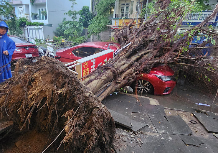 Dân sinh - Cây bật gốc đè bẹp ô tô ở TP.HCM