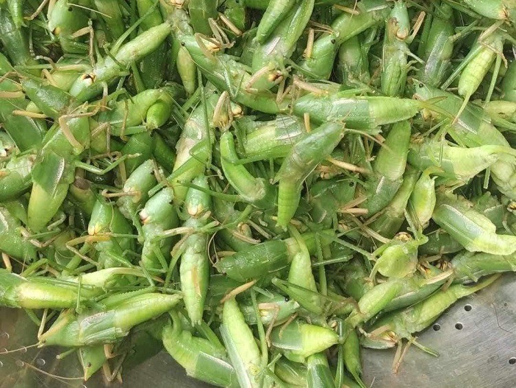 Bất ngờ loại côn trùng trước có đầy đồng, giờ được bán với giá 800 ...
