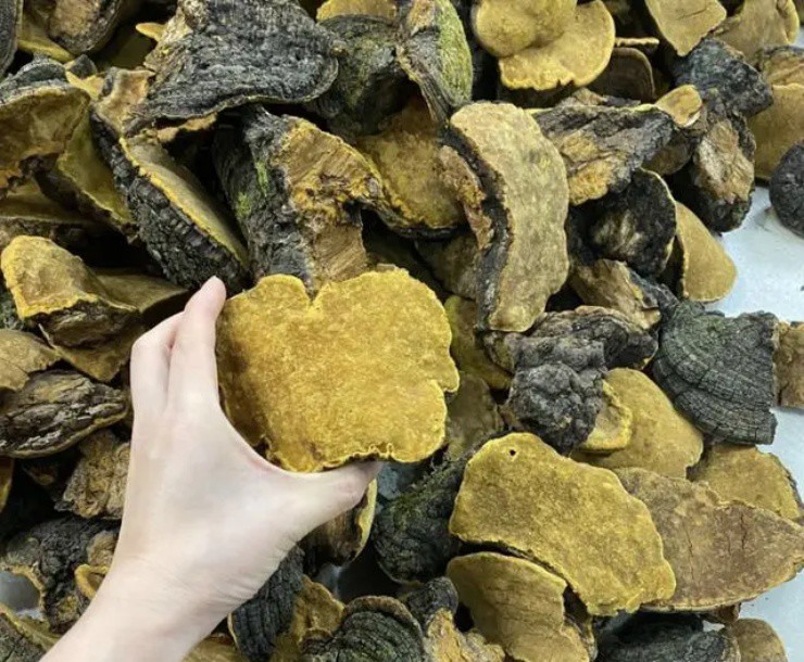 Đời sống - Nấm 'tiên dược' mọc trên cây dâu tằm, giá 'trên trời' gần 6 triệu/kg vẫn cháy hàng (Hình 3).