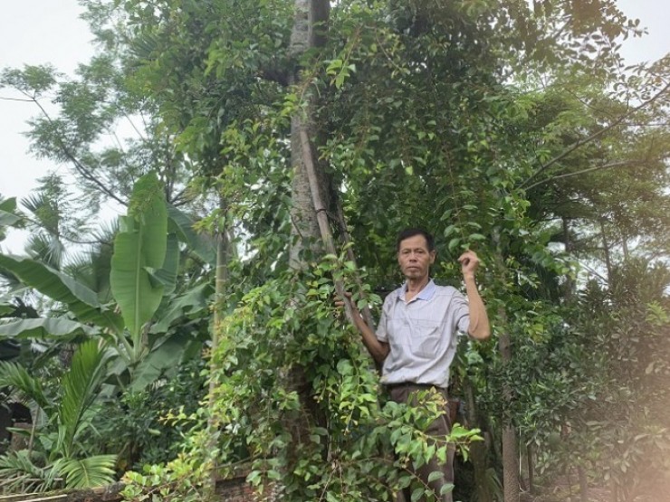 Hái “lộc trời” sống trên “cây có ma”, bán Tết Đoan Ngọ thu hàng trăm triệu đồng