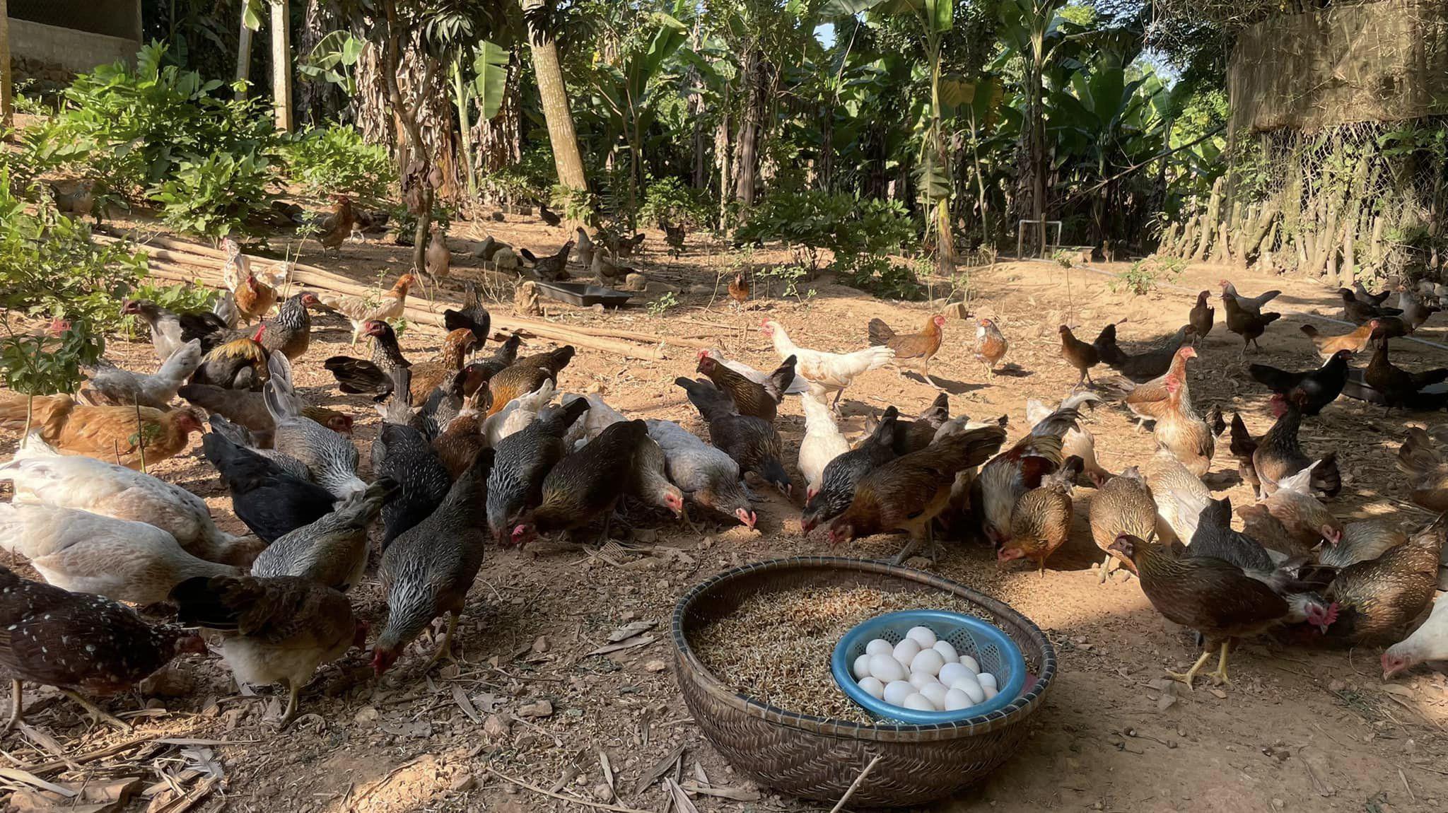 Đời sống - Loại gà nặng chỉ hơn 1kg có gì đặc biệt mà giá bán tới 600.000 đồng/con? (Hình 3).