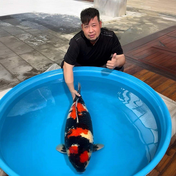 Đời sống - Con cá Koi “độc nhất vô nhị” của 8x xứ Huế được định giá trên 1 tỷ đồng (Hình 5).