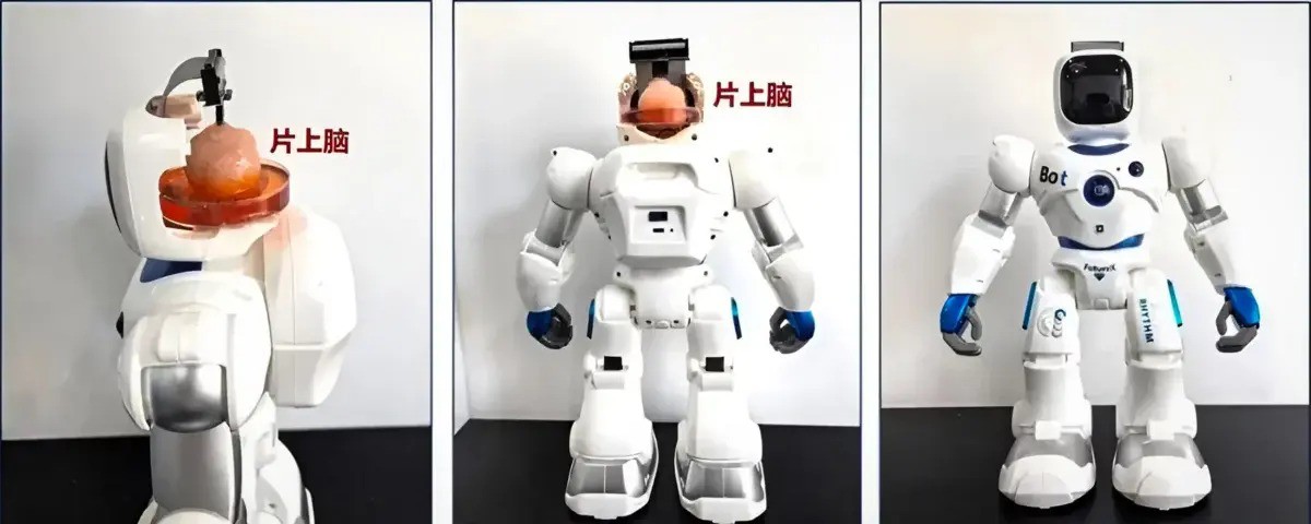 Công nghệ - Robot có bộ não được tạo ra từ tế bào con người (Hình 2).