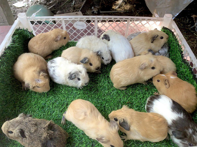 Đời sống - Chàng trai 25 tuổi quê Bến Tre thu nhập hàng trăm triệu đồng nhờ nuôi loại “chuột lạ” (Hình 2).