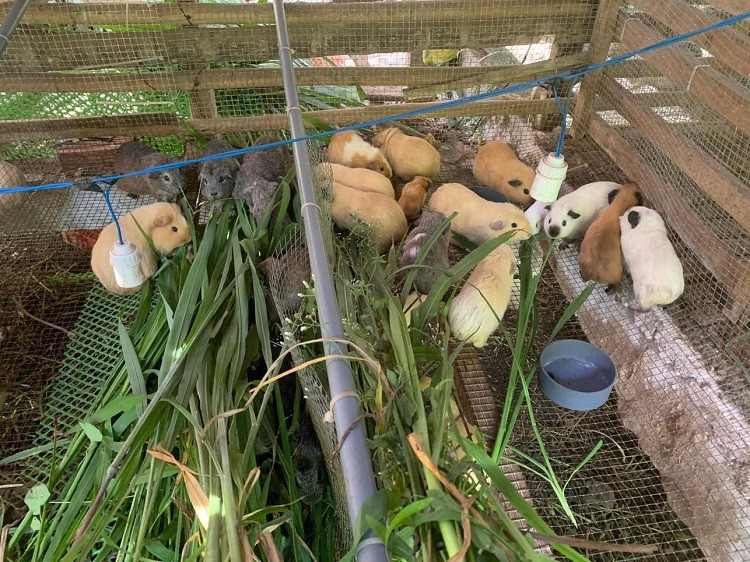 Đời sống - Chàng trai 25 tuổi quê Bến Tre thu nhập hàng trăm triệu đồng nhờ nuôi loại “chuột lạ” (Hình 4).