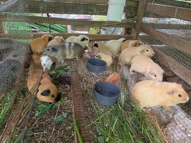 Đời sống - Chàng trai 25 tuổi quê Bến Tre thu nhập hàng trăm triệu đồng nhờ nuôi loại “chuột lạ” (Hình 5).