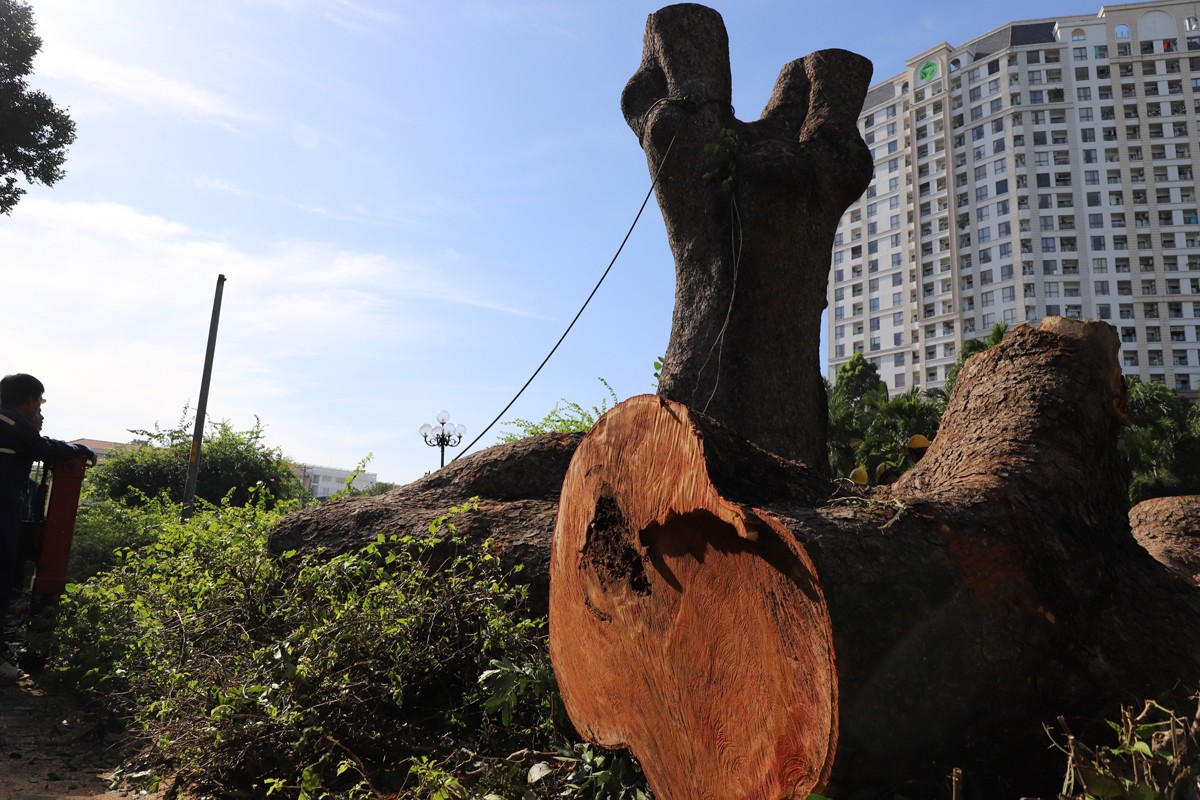 Dân sinh - “Cụ cây” 100 tuổi, 6 người ôm không hết ở công viên TPHCM bị chặt bỏ (Hình 9).