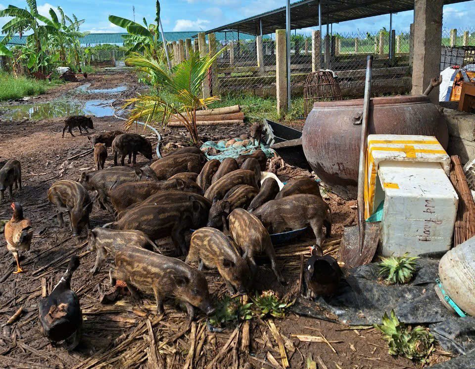 Đời sống - Bỏ phố về quê khởi nghiệp, 8x Bình Thuận có thu nhập hơn 300 triệu đồng/năm (Hình 2).