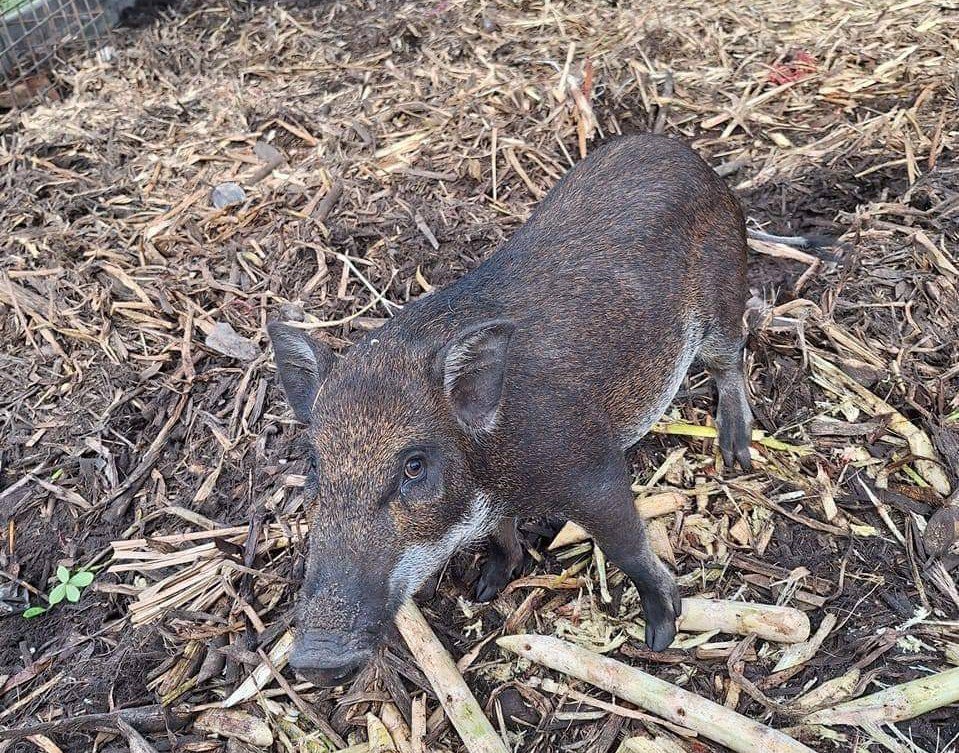 Đời sống - Bỏ phố về quê khởi nghiệp, 8x Bình Thuận có thu nhập hơn 300 triệu đồng/năm