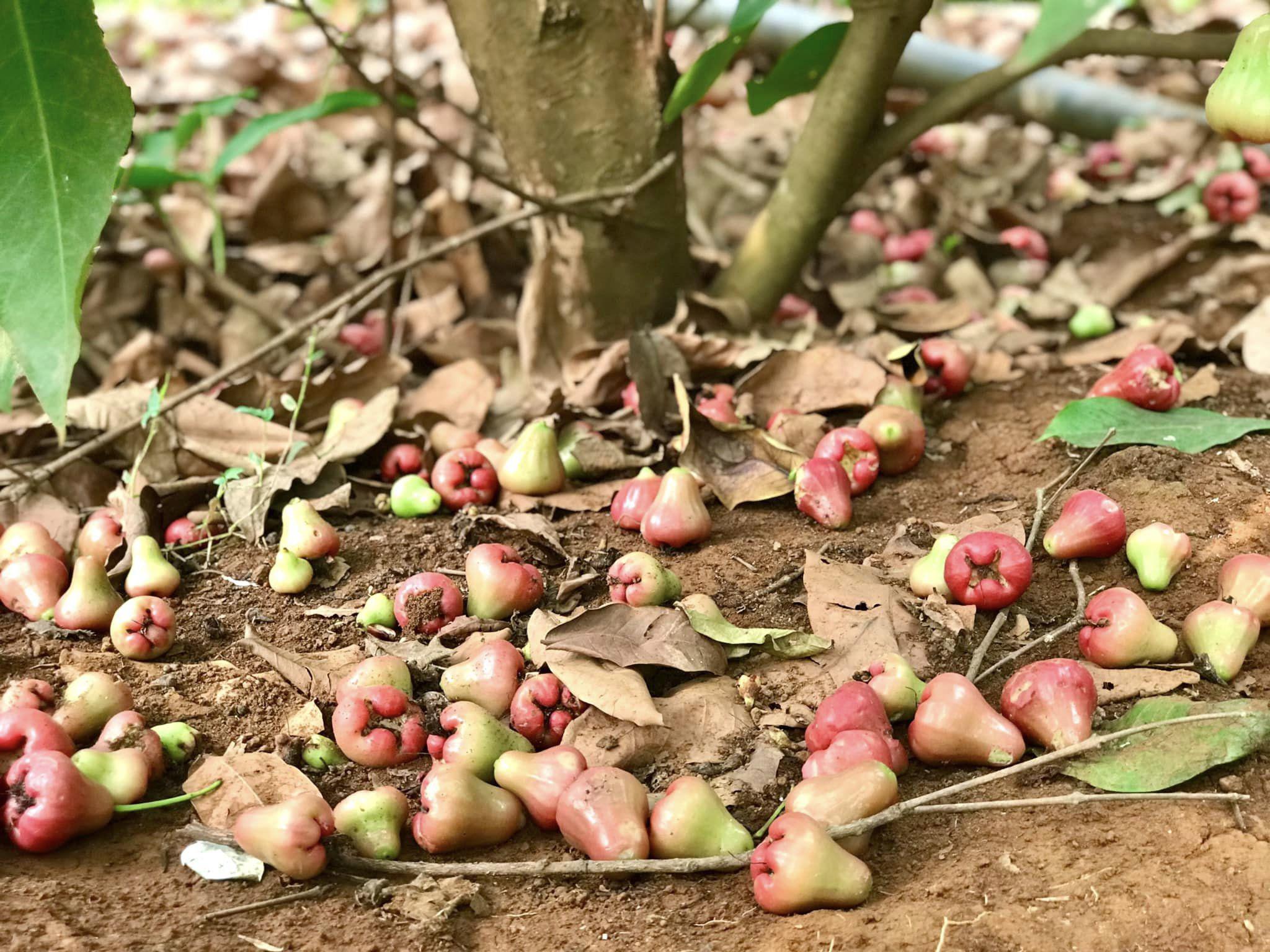 Giải trí - 'Nữ hoàng cảnh nóng' tình trường trắc trở, giờ bình yên bên cơ ngơi 5.000 m2 (Hình 3).