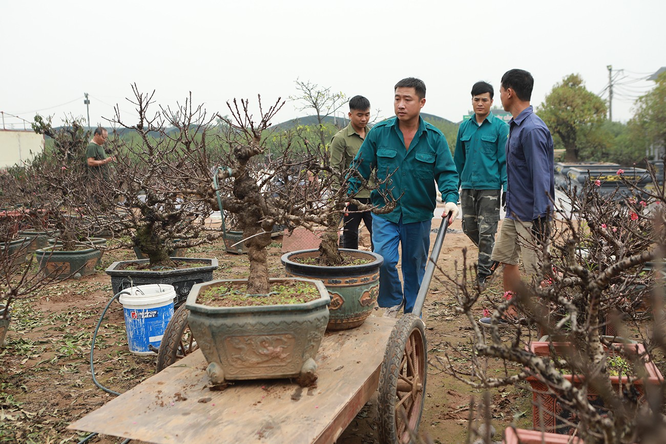 Sự kiện - Ảnh: Đào thất thốn “nằm” phòng điều hòa, đợi trổ hoa đúng dịp Tết Giáp Thìn (Hình 12).