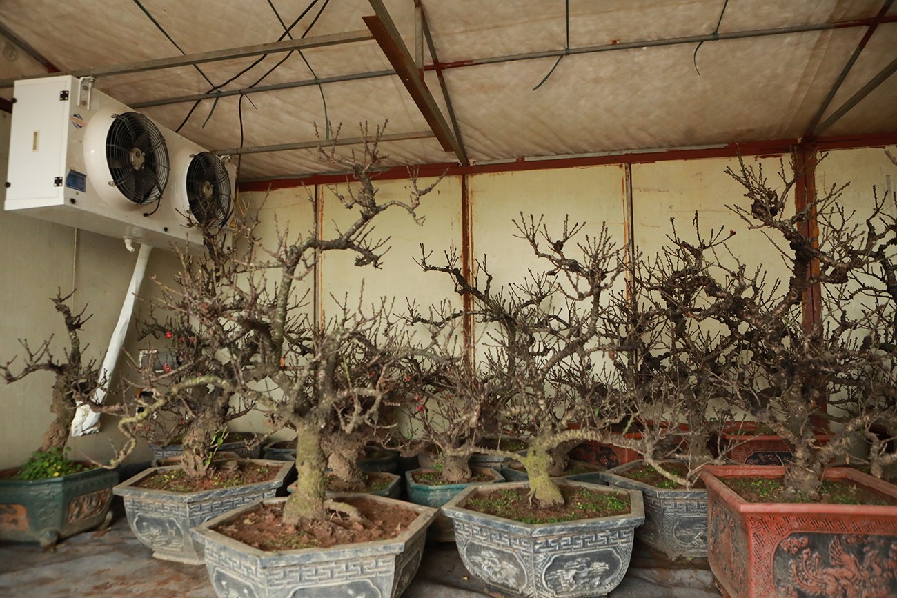 Sự kiện - Ảnh: Đào thất thốn “nằm” phòng điều hòa, đợi trổ hoa đúng dịp Tết Giáp Thìn (Hình 14).