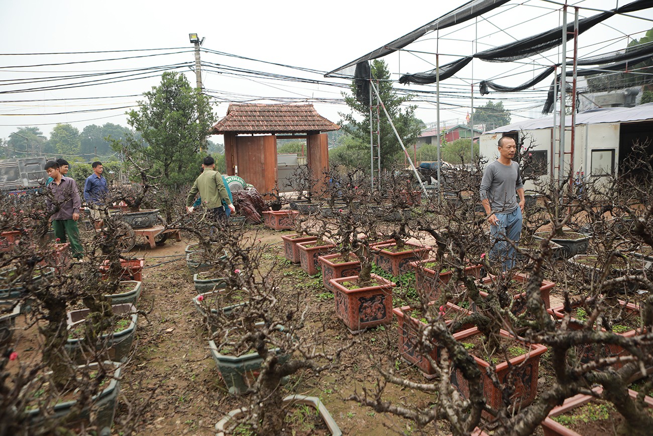 Sự kiện - Ảnh: Đào thất thốn “nằm” phòng điều hòa, đợi trổ hoa đúng dịp Tết Giáp Thìn (Hình 3).