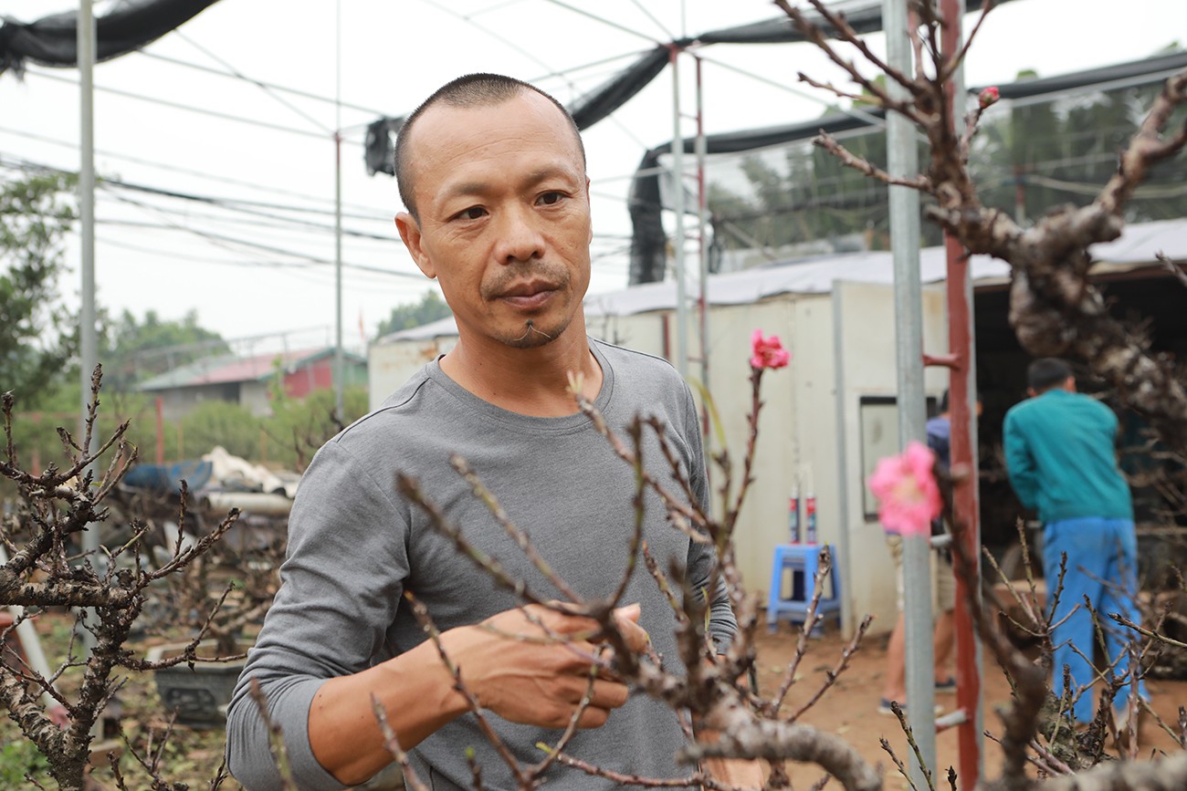 Sự kiện - Ảnh: Đào thất thốn “nằm” phòng điều hòa, đợi trổ hoa đúng dịp Tết Giáp Thìn (Hình 6).