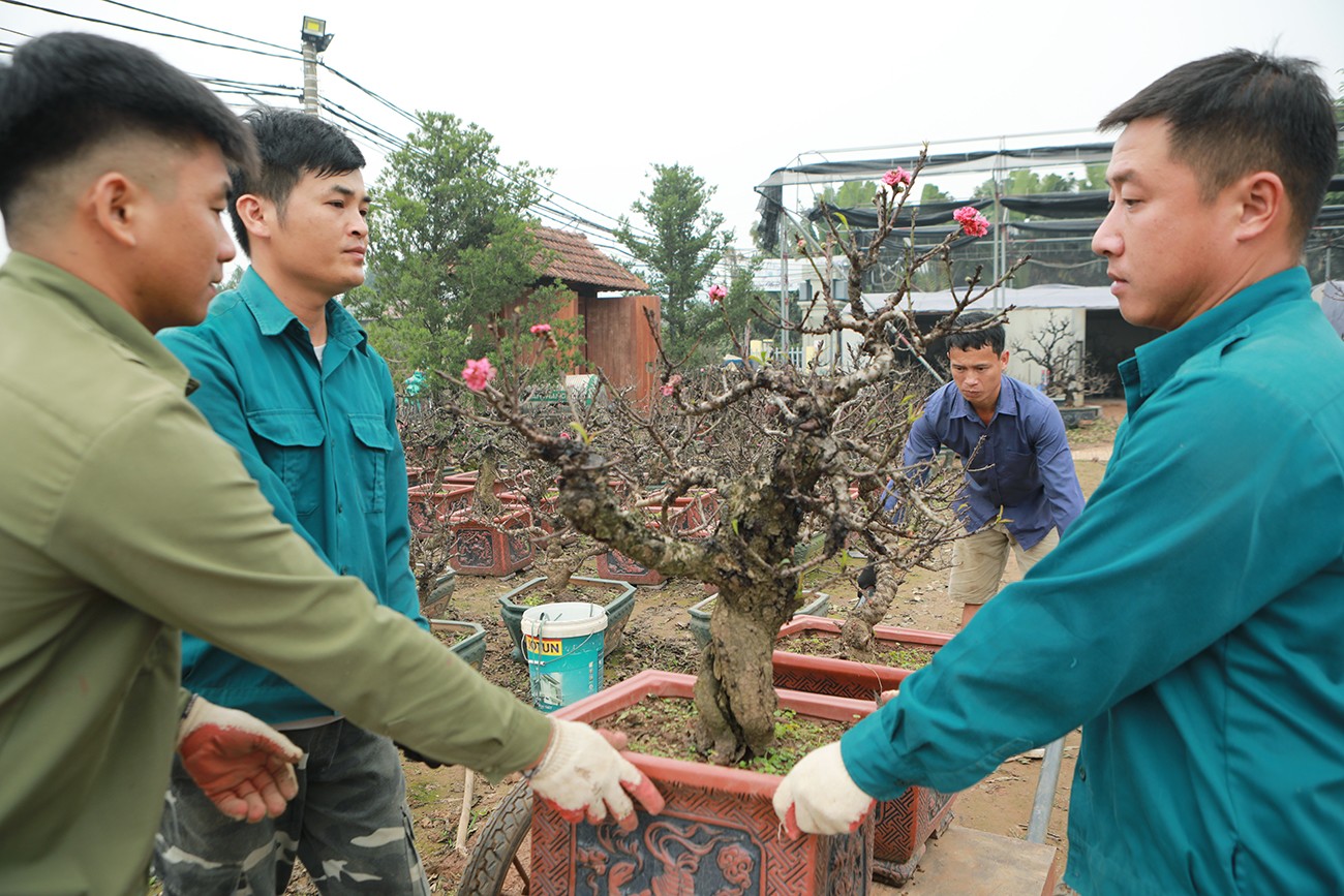 Sự kiện - Ảnh: Đào thất thốn “nằm” phòng điều hòa, đợi trổ hoa đúng dịp Tết Giáp Thìn (Hình 7).