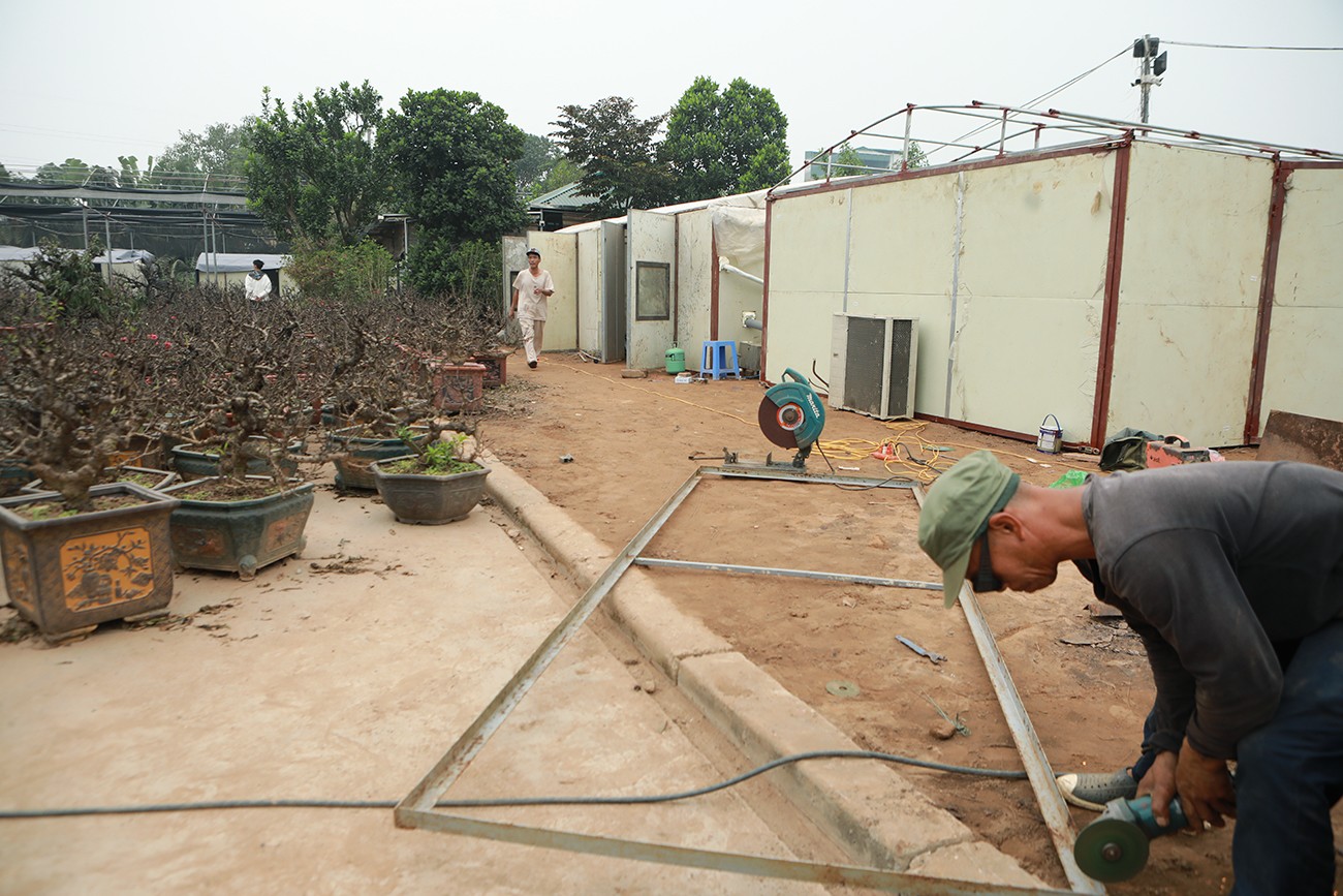 Sự kiện - Ảnh: Đào thất thốn “nằm” phòng điều hòa, đợi trổ hoa đúng dịp Tết Giáp Thìn (Hình 8).