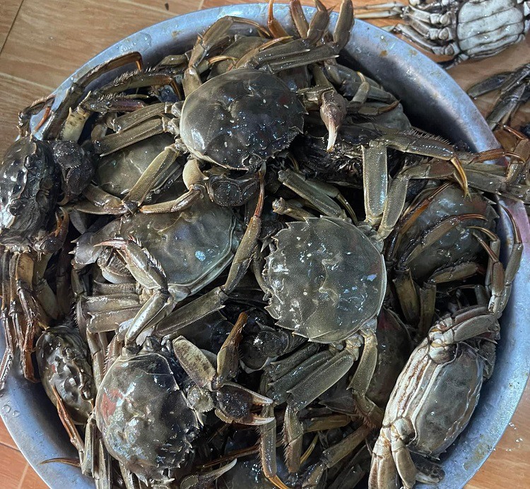 Đời sống - Loại cua nhập từ Trung Quốc giá tiền triệu, Việt Nam cũng có, chỉ từ 300 nghìn đồng/kg (Hình 2).