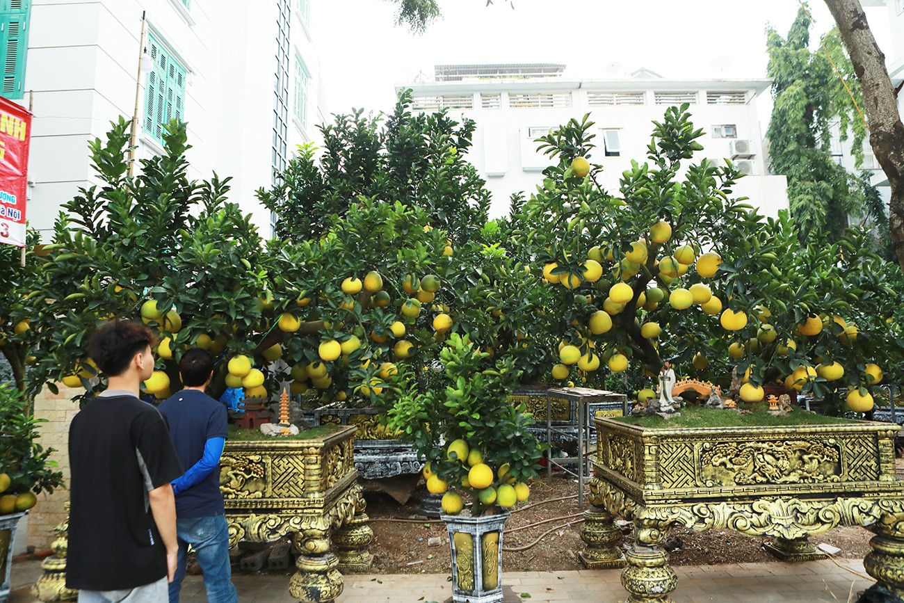 Dân sinh - Ngỡ ngàng đào, bưởi cảnh xuống phố đón Tết sớm (Hình 10).