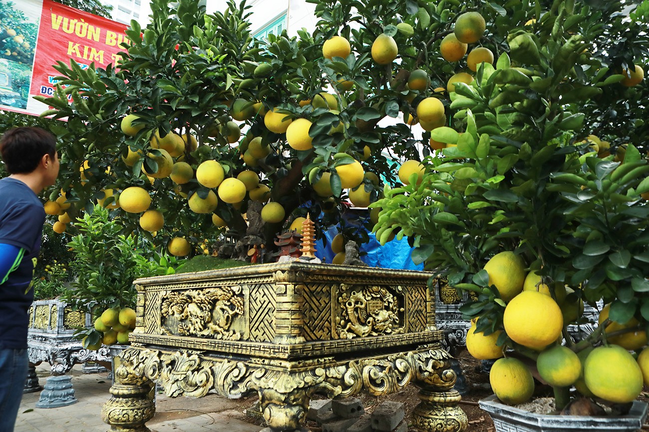 Dân sinh - Ngỡ ngàng đào, bưởi cảnh xuống phố đón Tết sớm (Hình 11).