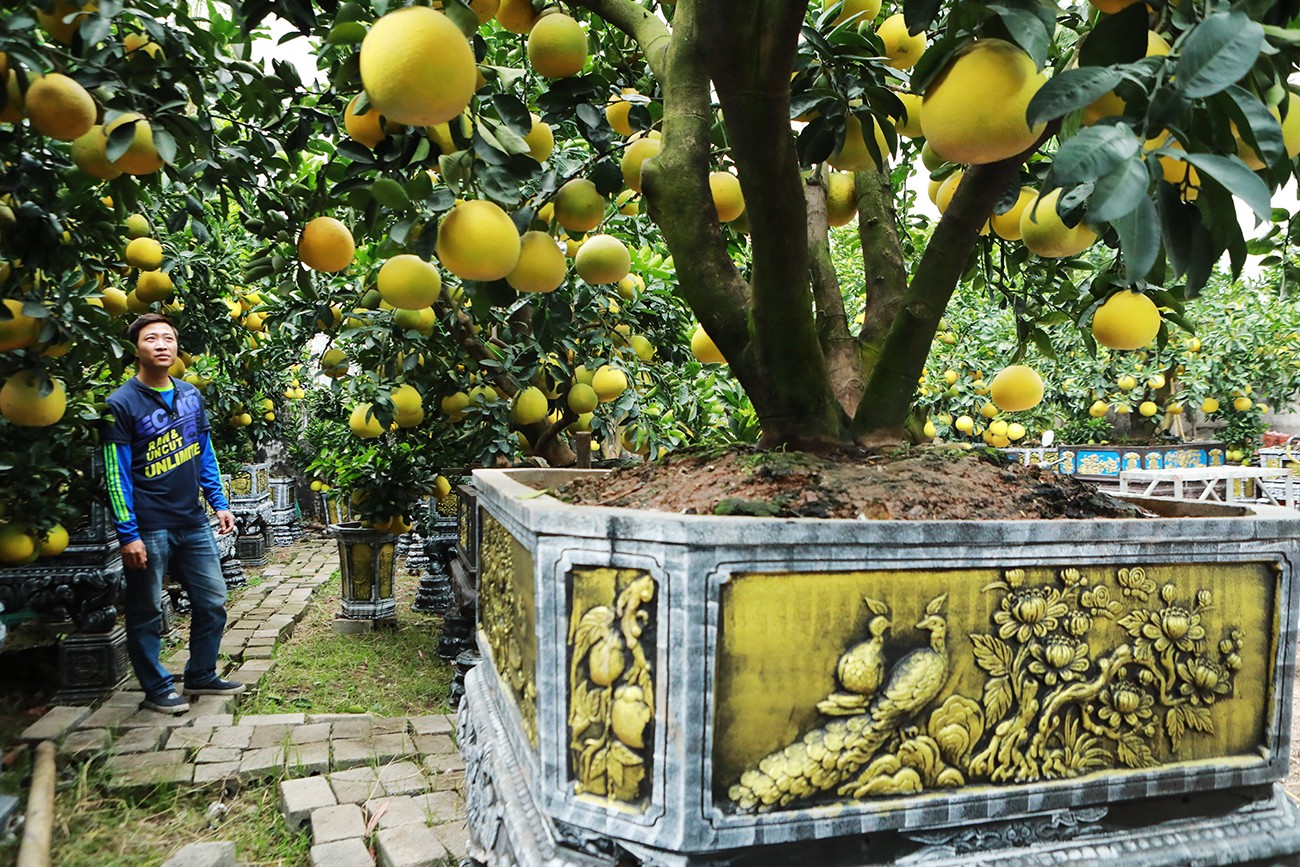 Dân sinh - Ngỡ ngàng đào, bưởi cảnh xuống phố đón Tết sớm (Hình 13).