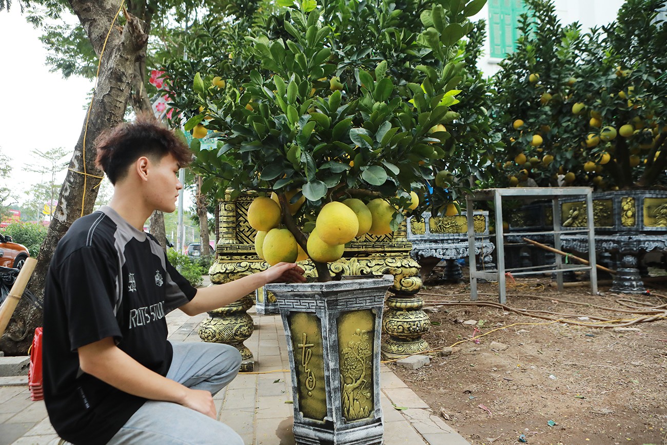 Dân sinh - Ngỡ ngàng đào, bưởi cảnh xuống phố đón Tết sớm (Hình 14).