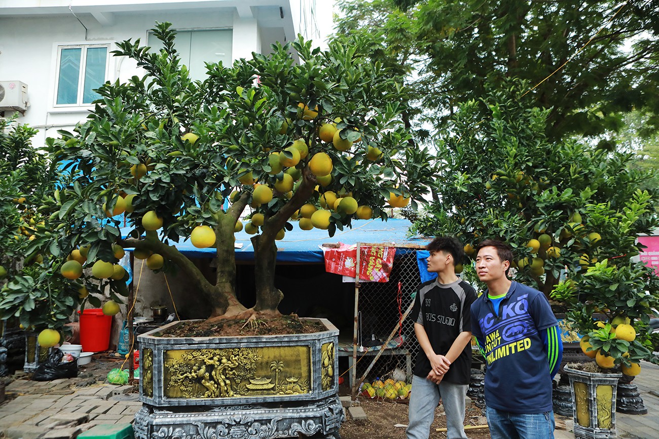 Dân sinh - Ngỡ ngàng đào, bưởi cảnh xuống phố đón Tết sớm (Hình 9).