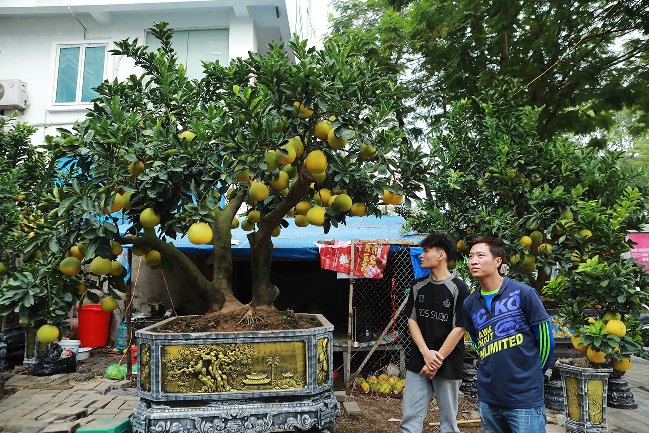 Dân sinh - Ngỡ ngàng đào, bưởi cảnh xuống phố đón Tết sớm (Hình 9).