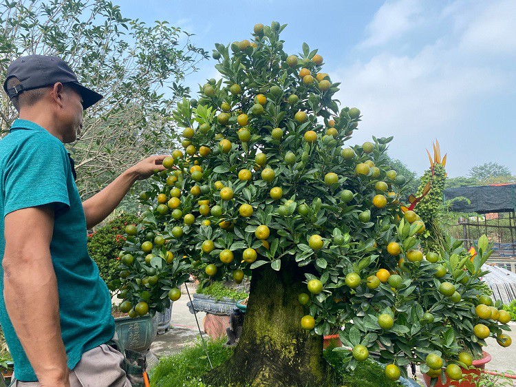 Đời sống - Lão nông Hà Nội mang quất ghép với “cây lạ”, bán hàng trăm triệu đồng/gốc vẫn “cháy hàng” (Hình 4).