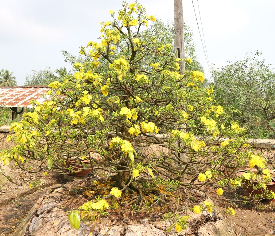 Xã hội - Đầu xuân, ngắm mai cổ thụ hàng trăm triệu đồng (Hình 6).