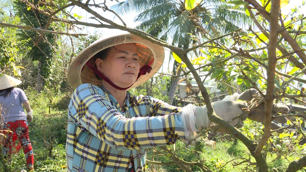 Tin nhanh - Thu nhập tiền triệu nhờ “nghề” lặt lá mai vàng dịp cận Tết