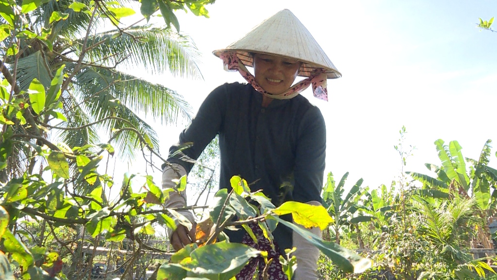 Tin nhanh - Thu nhập tiền triệu nhờ “nghề” lặt lá mai vàng dịp cận Tết (Hình 2).