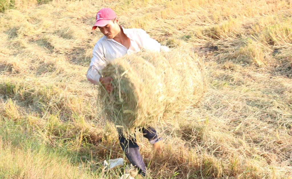 Tin nhanh - Cuộn rơm thuê, nông dân miền Tây thu nhập tiền triệu mỗi ngày (Hình 3).