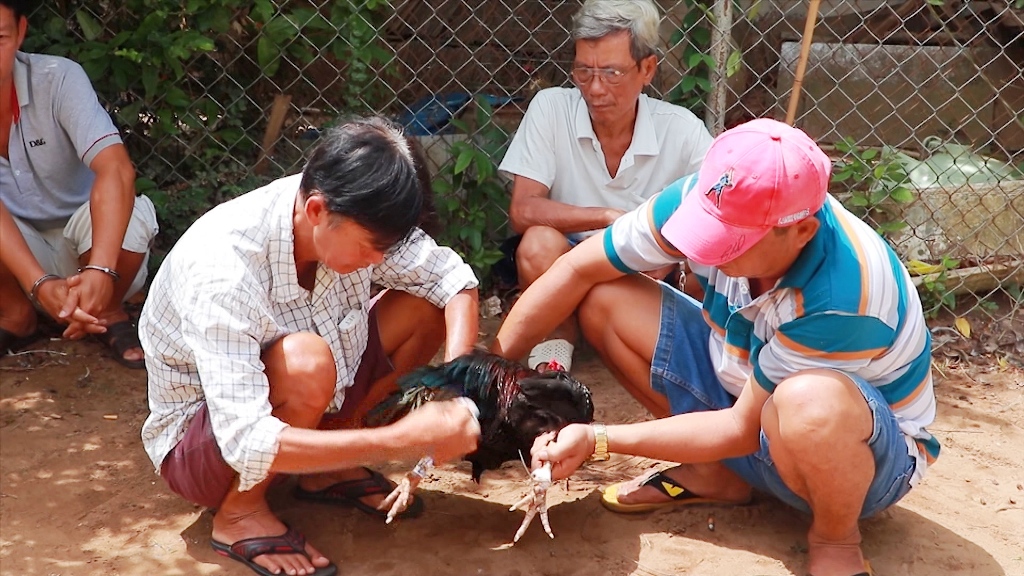 An ninh - Hình sự - Cảnh sát vây bắt nhóm con bạc đá gà ăn tiền ở Vĩnh Long (Hình 2).