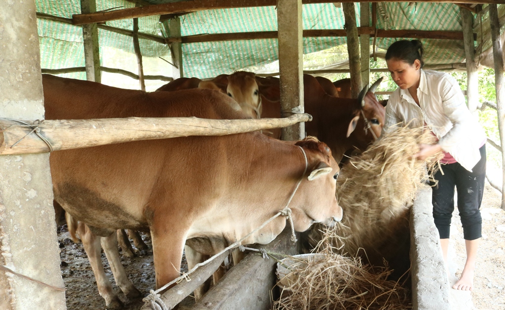 Dân sinh - Đồng bào Khmer ở ĐBSCL vui đón Tết nhờ mô hình chăn nuôi hiệu quả