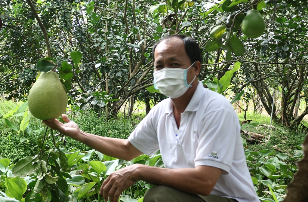 Tiêu dùng & Dư luận - Nông dân miền Tây tập trung chăm sóc trái cây phục vụ Tết Nhâm Dần 2022