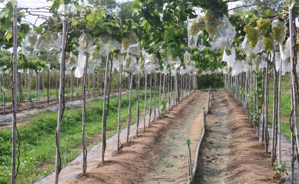 Dân sinh - Triển khai mô hình trồng nho ăn tươi an toàn đầu tiên tại Trà Vinh