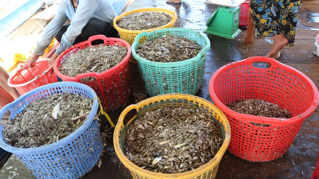 Dân sinh - Ngư dân trúng đậm cá linh mùa lũ, thu nhập hàng triệu mỗi ngày