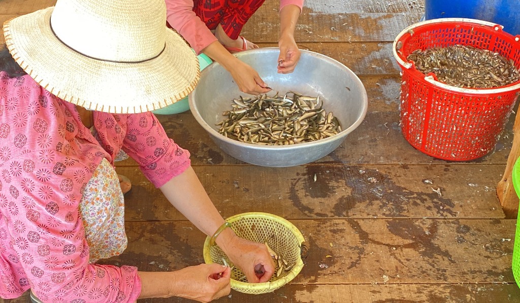 Dân sinh - Ngư dân trúng đậm cá linh mùa lũ, thu nhập hàng triệu mỗi ngày (Hình 6).