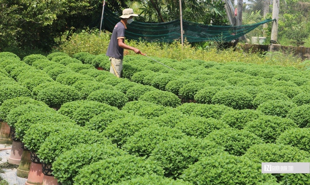 Tiêu dùng & Dư luận - Bến Tre: Tất bật chăm sóc hoa kiểng phục vụ thị trường Tết