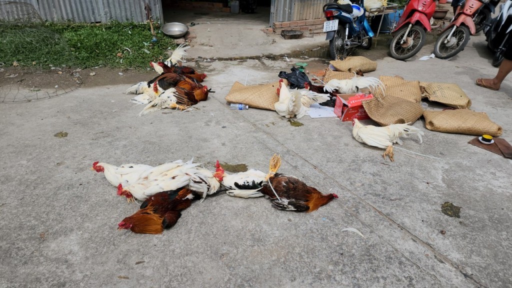 An ninh - Hình sự - Kiên Giang: Phá điểm đá gà quy mô ngày giáp tết, bắt 30 đối tượng  (Hình 3).