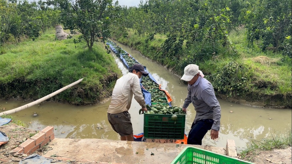 Tiêu dùng & Dư luận - Vĩnh Long: Cam sành rớt giá, ngành chức năng khuyến cáo (Hình 2).