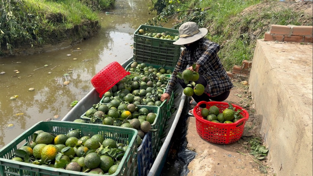 Tiêu dùng & Dư luận - Vĩnh Long: Cam sành rớt giá, ngành chức năng khuyến cáo (Hình 6).