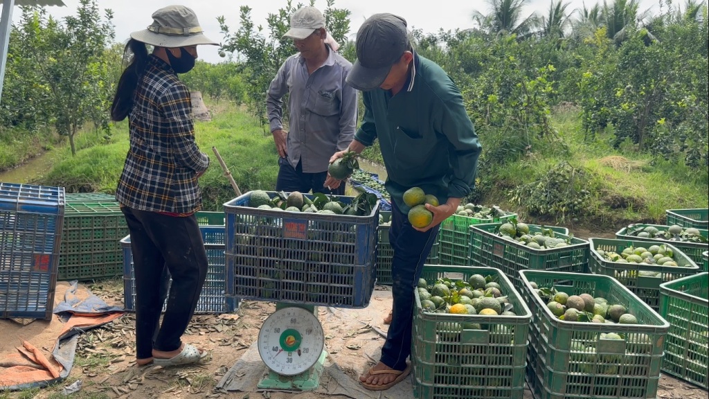 Tiêu dùng & Dư luận - Vĩnh Long: Cam sành rớt giá, ngành chức năng khuyến cáo (Hình 8).