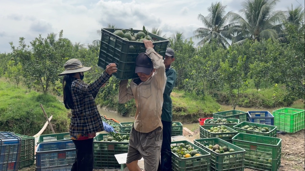 Tiêu dùng & Dư luận - Vĩnh Long: Cam sành rớt giá, ngành chức năng khuyến cáo (Hình 9).